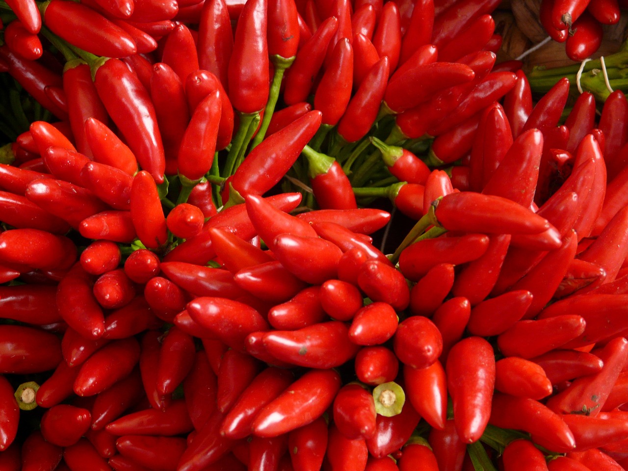 Best Tips for Growing Peppers in Your Garden